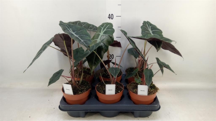 <h4>Alocasia   ...</h4>