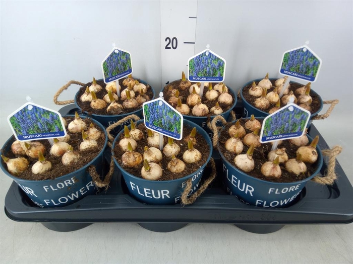 <h4>Arr.  Muscari L%</h4>