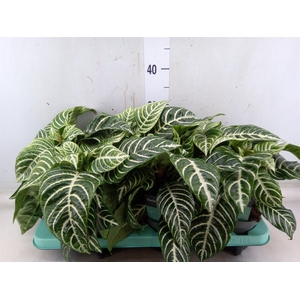 Aphelandra squar. 'Botanica'
