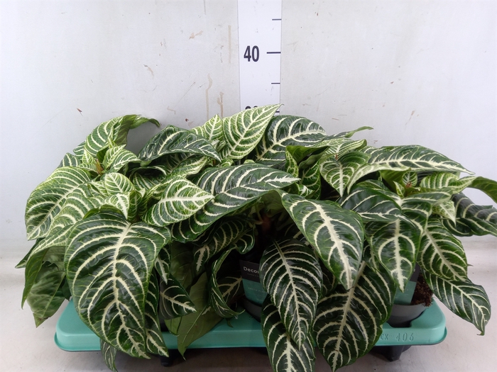 <h4>Aphelandra squar. 'Botanica'</h4>