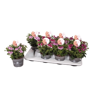 Pelg. Angel Aroma mix tray 12cm