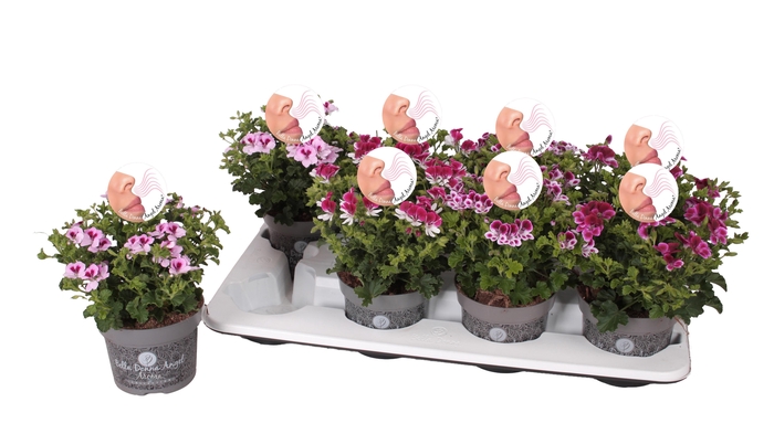 <h4>Pelg. Angel Aroma mix tray 12cm</h4>