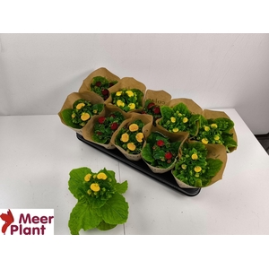 CALC X HERBEOHYBRIDA