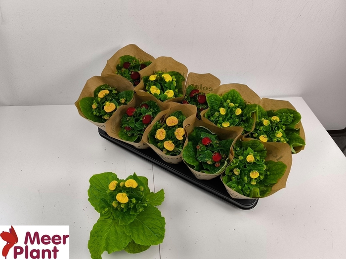 <h4>CALC X HERBEOHYBRIDA</h4>