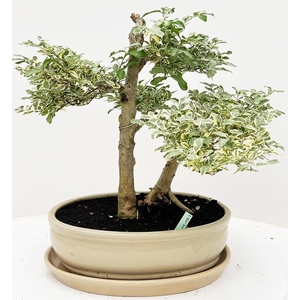 Ligustrum chinensis variagata, pot 30 cm, height 40cm. with driptray. (single item)