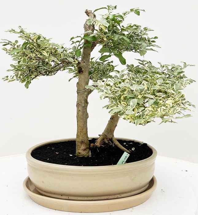 <h4>Ligustrum chinensis variagata, pot 30 cm, height 40cm. with driptray. (single item)</h4>
