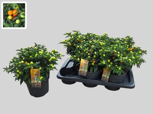 SOLAN PSEUDOCAPSIC