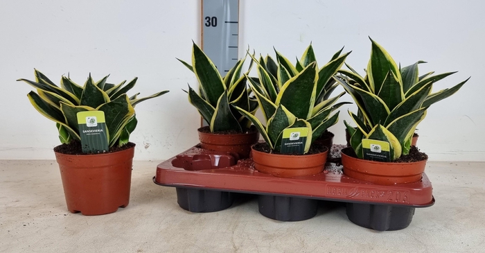 <h4>SANSEV BLACK GOLD</h4>