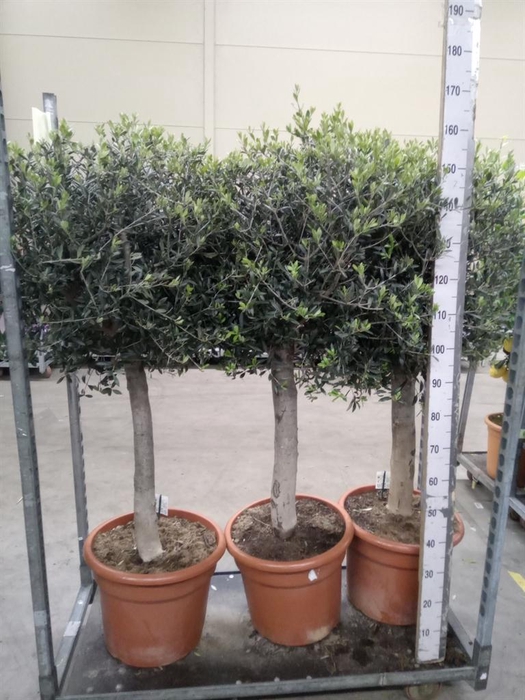 <h4>Olea europaea</h4>