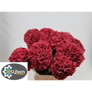 Hydr M Mag Rubyred 60 Cm