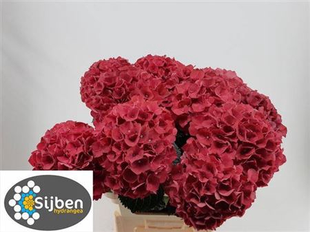 <h4>Hydr M Mag Rubyred 60 Cm</h4>