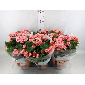 Begonia elat. DU 'Borias'