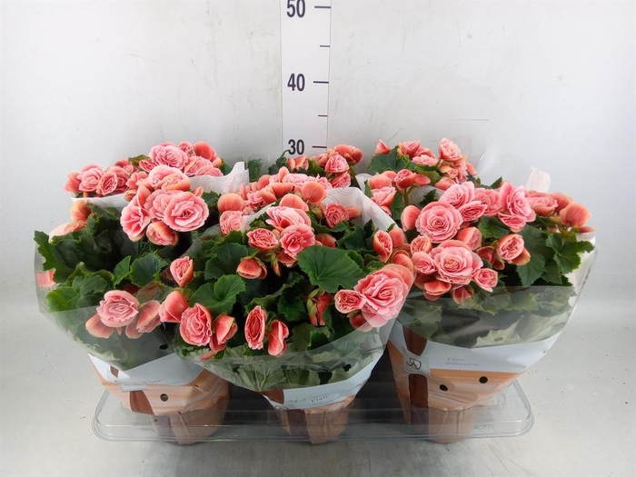 <h4>Begonia elat. DU 'Borias'</h4>