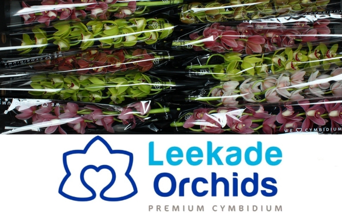 <h4>CYMB MI GEM</h4>