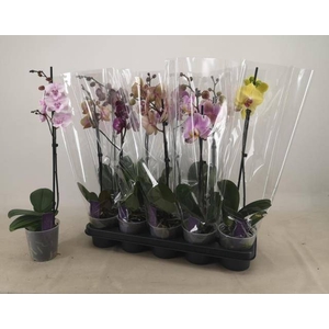PHAL GEM