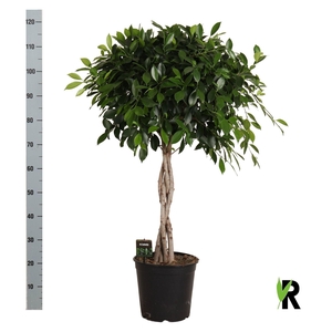 Ficus microcarpa   ...