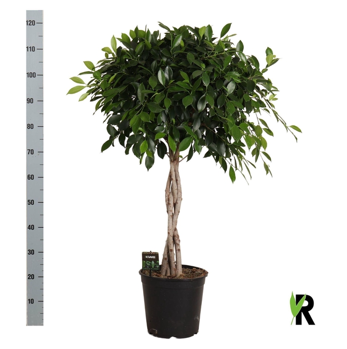 <h4>Ficus microcarpa   ...</h4>