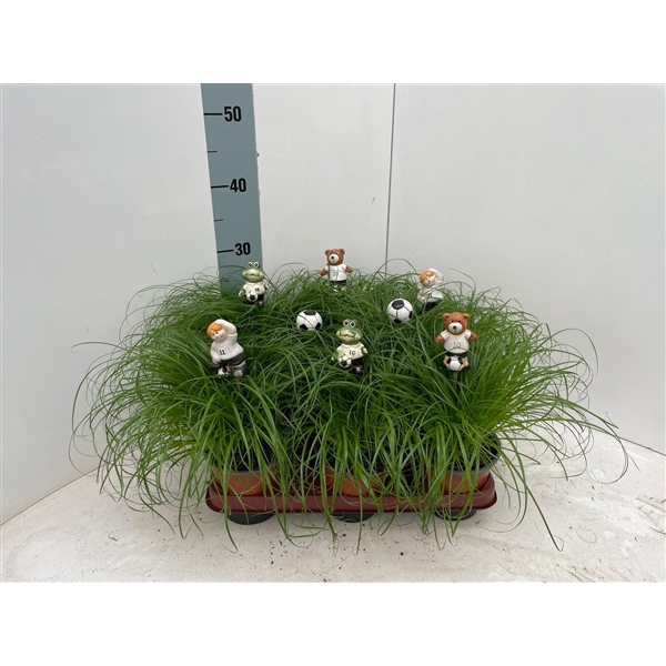 <h4>Cyperus alternifolius Zumula met voetbal items bijstekers</h4>