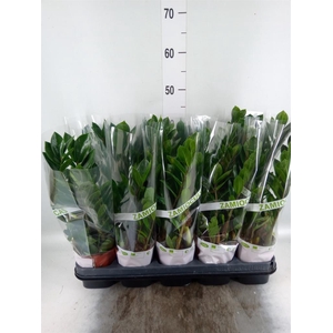 Zamioculcas zamiifolia