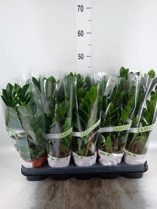 <h4>Zamioculcas zamiifolia</h4>