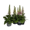 Digitalis Gemengd