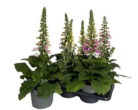 Digitalis Gemengd