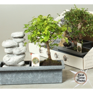 BONSAI GEM