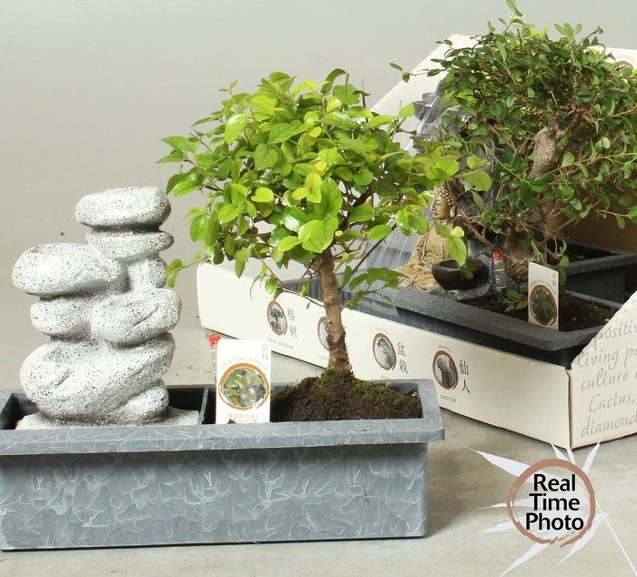 <h4>BONSAI GEM</h4>