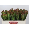 Leucadendron Laurel Yellow