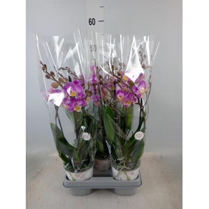 Phalaenopsis  'Sunca Pula'