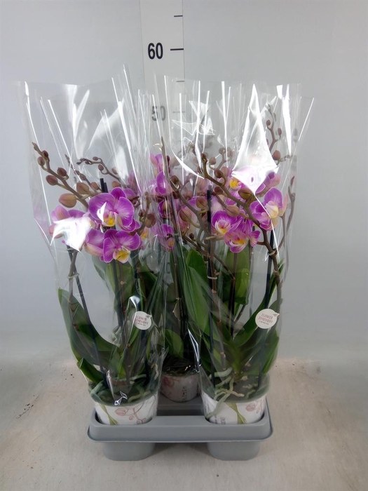 <h4>Phalaenopsis 'Sunca Pula'</h4>