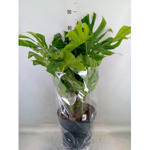 Monstera delic. 'Variegata'