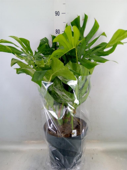 <h4>Monstera delic. 'Variegata'</h4>