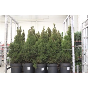 Picea Gl Conica