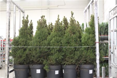 <h4>Picea Gl Conica</h4>