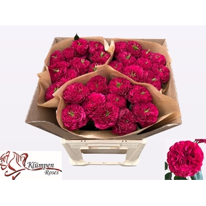R GR CHERRY VELVET