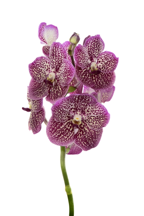 <h4>Vanda French Rose Spot</h4>