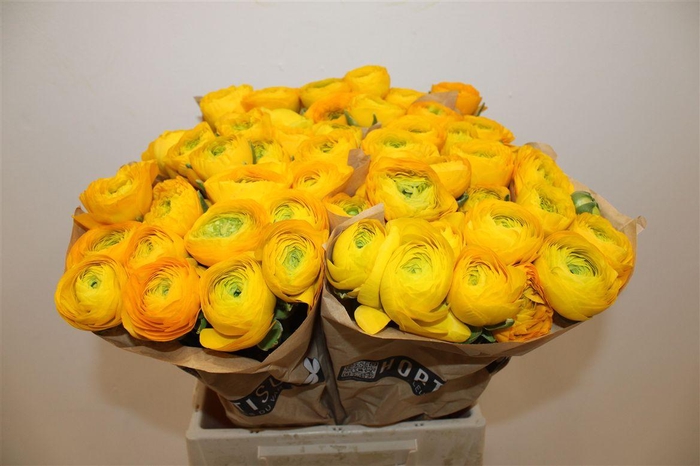 <h4>Ran Cloni Ex Omega</h4>