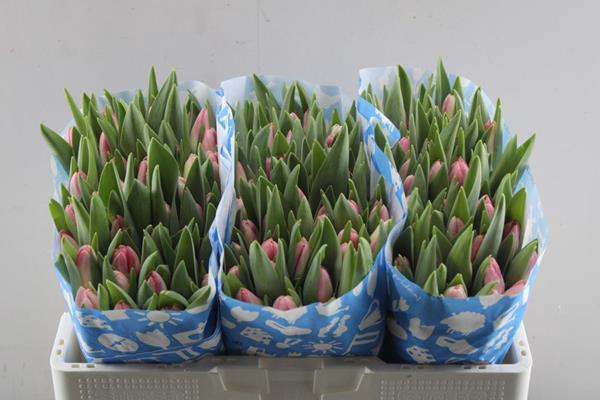 <h4>Tu En Pulitzer (l.rose)</h4>