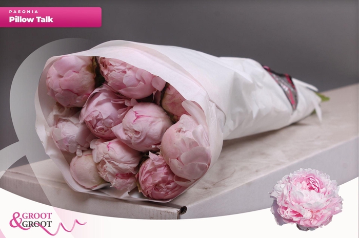 <h4>Paeonia Pillow Talk</h4>
