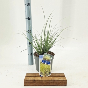 Carex brunnea Variegata