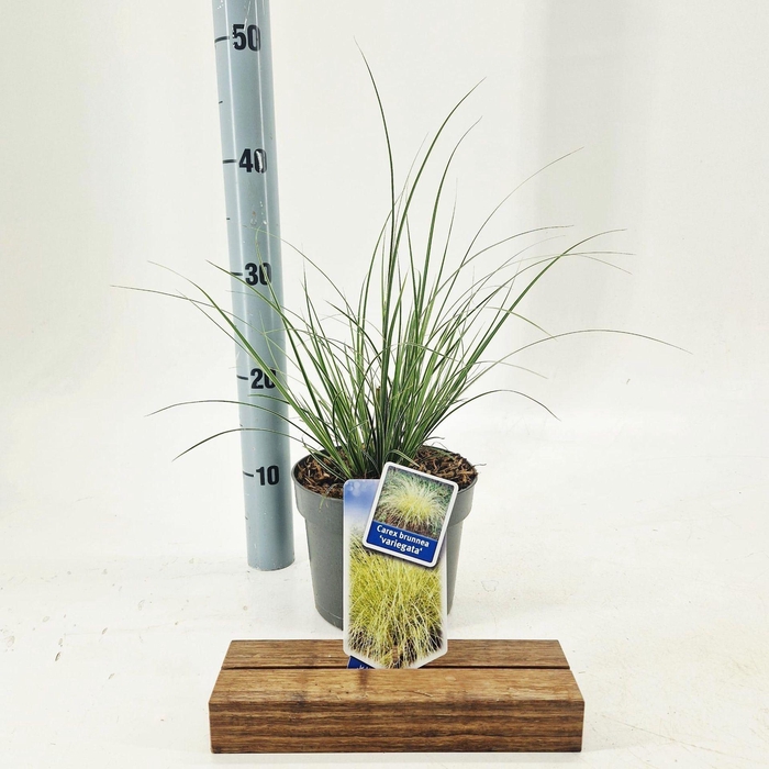 <h4>Carex brunnea Variegata</h4>
