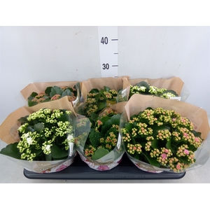 Kalanchoe blos. 'RosDon Collection'