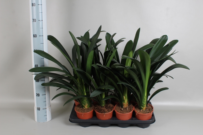 <h4>Clivia miniata zonder bloem</h4>