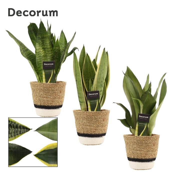 <h4>Sansevieria Super Mix 12 cm in Hanoi mand wit (Deco-collection)</h4>