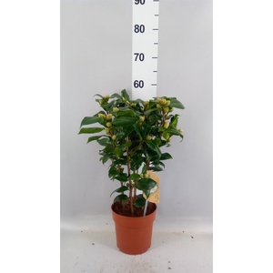 Camellia japonica 'Brushfield Yell'