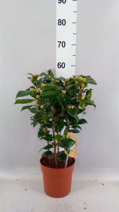 Camellia japonica 'Brushfield Yell'