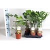 arr8 Monstera Del Thai Co