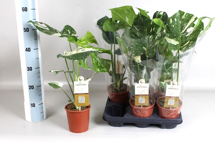 arr8 Monstera Del Thai Co