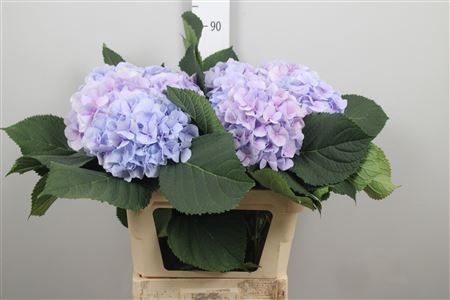 <h4>Hydr M Verena Bl Pastel</h4>